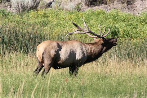 Nomadic Newfies: Yellowstone Flashback - Elk Herd