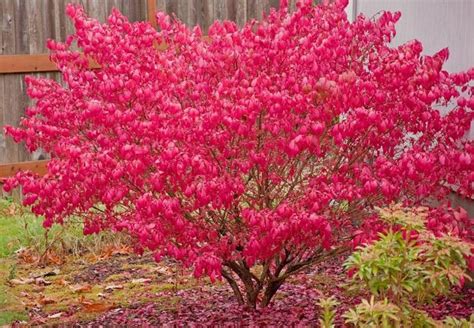 Euonymus Alatus Burning Bush