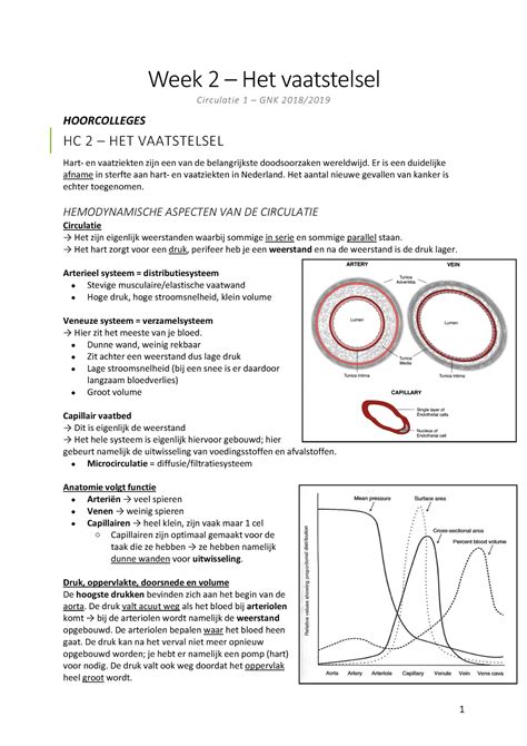 Volledige Samenvatting Week Circulatie Week Het Vaatstelsel