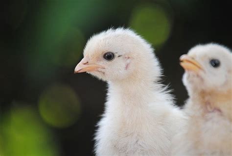 Day Old Broiler Farm Support Greenafrik