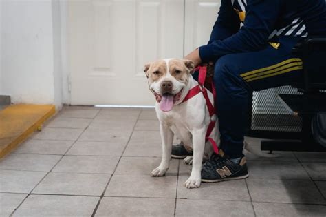 Nueva Edici N De La Feria De Adopciones De Mascotas Con Jornada De