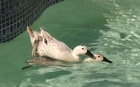 Female Ducks Mating Female Ducks Mating Behavior