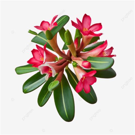 Flores Vectoriales 3d De Adenium Obesum PNG Dibujos Flores Vectoriales