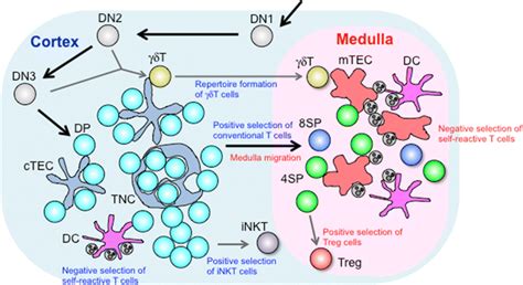 Roles Of Thymic Stromal Cells In T Cell Development Developing Dn