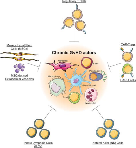 Frontiers Cell Based Therapy In Prophylaxis And Treatment Of Chronic