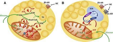 Serca B Cycles Its Way To Ucp Independent Thermogenesis In Beige Fat