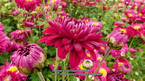 Photo Of The Bloom Of Spray Mum Single Chrysanthemum Southway Sloe