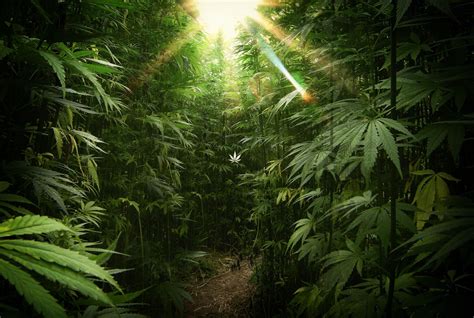 Weed 4k Wallpapers - Wallpaper Cave