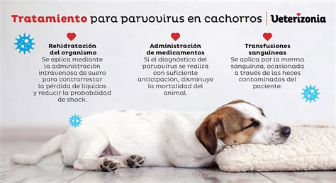 Parvovirus Canino S Ntomas Tratamiento Y Prevenci N Gu A Completa