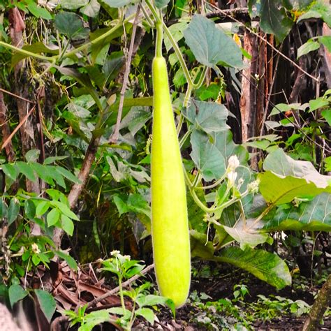 Nam Tao Ngam Long Bottle Gourd Seeds India Hybrid Calabash Lauki Dudhi Melon Loki Upo Opo