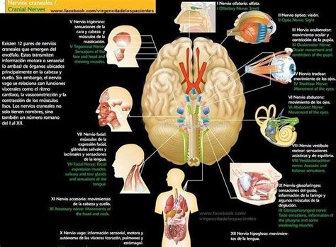 Nervios Craneales Nervios Craneales Pares Craneales Libros De Anatomia