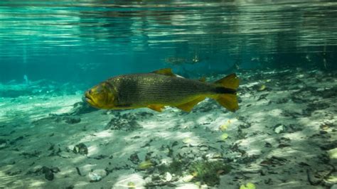 Peixes de Água Doce Os 10 Mais Esportivos do Brasil