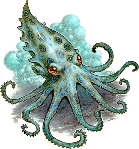 Octopus Monsters Dandd Beyond