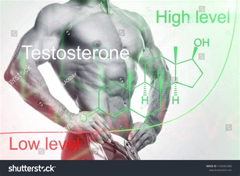 The Muscular And Endocrine System Images Stock Photos Vectors