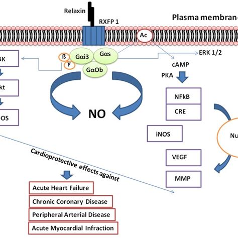 Shows Signaling Cascade And Mechanism Of Action Of Relaxin In The