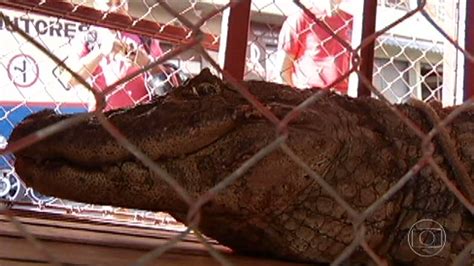 Moradores De Montes Claros Encontram Jacar Dentro De Casa Bom Dia