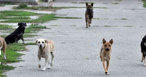 Paradoxul câinilor fără stăpâni din Pașcani Mai mulți câini și în