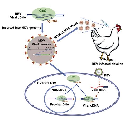 Prevention Of Avian Retrovirus Infection In Chickens Using Crispr Cas9