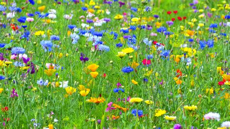 Blumenwiese Foto And Bild Pflanzen Pilze And Flechten Blüten