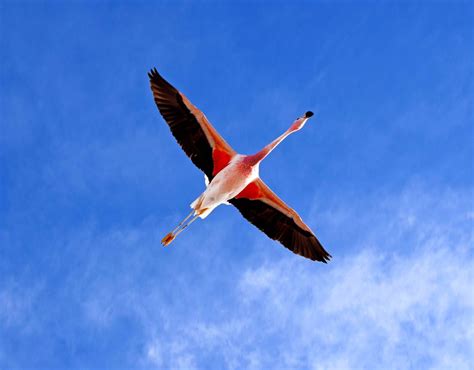 High Flying Flamingo Smithsonian Photo Contest Smithsonian Magazine