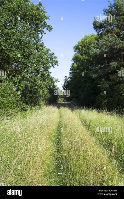 Wide Woodland Ride At Whitecross Green Wood In Buckinghamshire In July