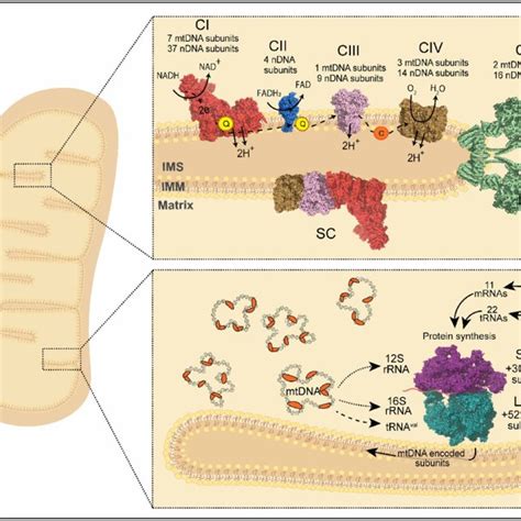 Defects Affecting Biogenesis Of The Nd And Nd Modules Part Of