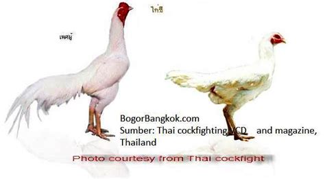 10 pasang Ayam Jago Bangkok Terbaik di Thailand ~ Ayam Bangkok Super ...