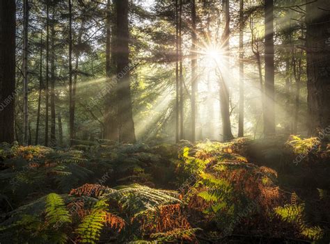 Sun Shining Through Trees Stock Image C0484412 Science Photo Library