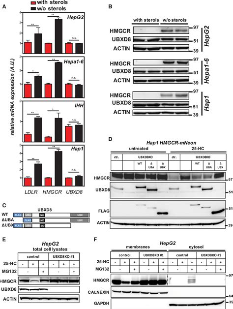 Haploid Mammalian Genetic Screen Identifies Ubxd As A Key Determinant