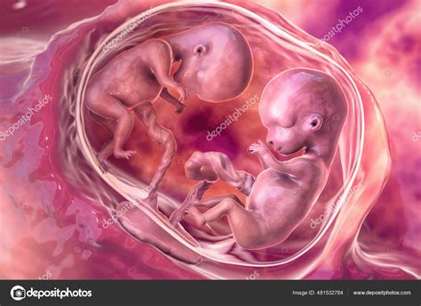 G Meos Monozig Ticos Tero Placenta Nica Ilustra O Per Odo Fetal