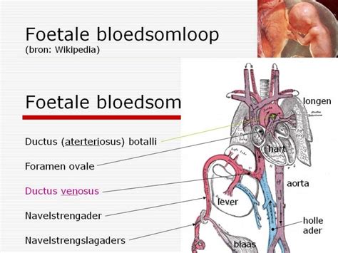 Bloedvatenstelsel Menselijk Lichaam Onderwerpen Cscbiologie