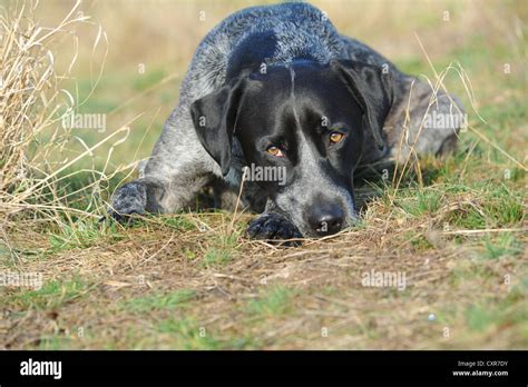 Australian Cattle Dog Lab Mix