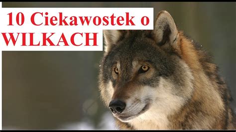 10 Ciekawostek O WILKACH YouTube