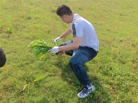 小学教育系除草活动