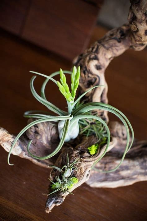 50 creative ideas to display your air plants in a most spectacular way