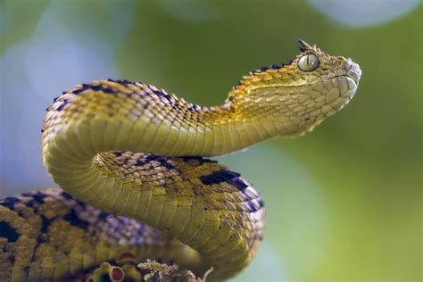 Atheris ceratophora Vipère des buissons d Usambara Vipère des