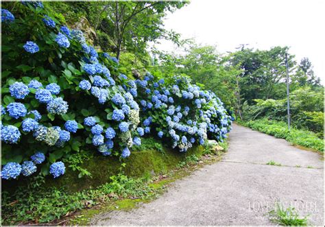 【苗栗旅遊】高山青農場繡球花 南庄秘境繡球花，令人驚豔的幸福大道大爆發 Love生活旅遊札記 全台旅遊住宿資訊