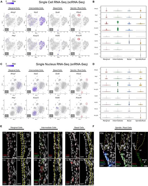 Frontiers Single Cell And Single Nucleus Rna Seq Reveal Cellular