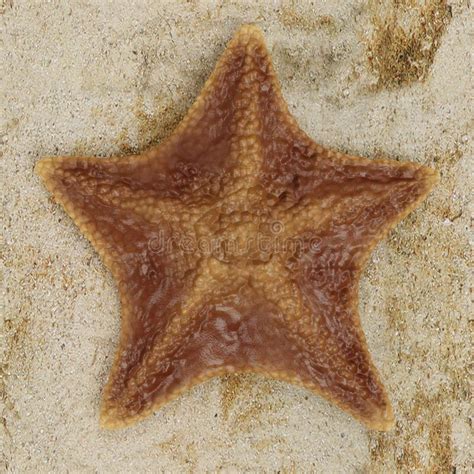 3d Render Of Bat Starfish Stock Illustration Illustration Of Beach