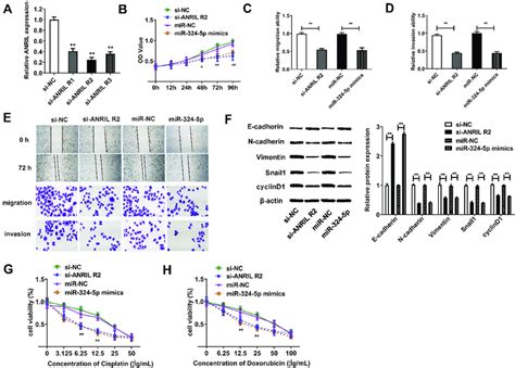 Downregulation Of Anril And Overexpression Of Mir 324 5p Suppresses Download Scientific Diagram