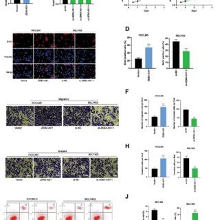 Effects Of Zeb As On Hcc Cell Proliferation Migration Invasion And