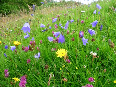 Wildflower Rich Meadows Farm Wildlife