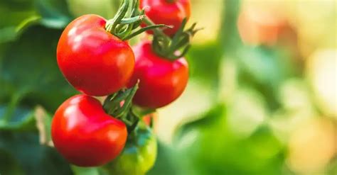 Altura Ideal Para Cultivar Tomates En Casa Optimiza Tus Tomateras