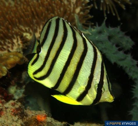 Chaetodon Octofasciatus Poppe Images