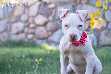 Adorable Pit Bull Terrier Puppy 이미지 1044457528 게티이미지뱅크