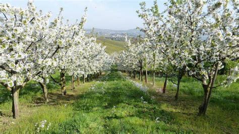 Tratamente Obligatorii Pentru Pomii Fructiferi I Produsele Ce Se Pot