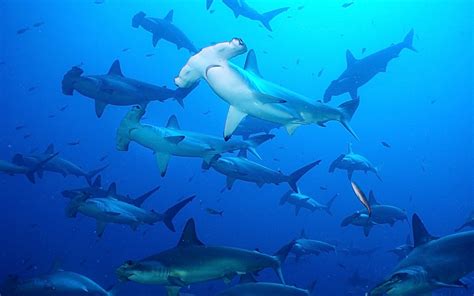 Top Hammerhead Shark Wallpaper Latest In Cdgdbentre