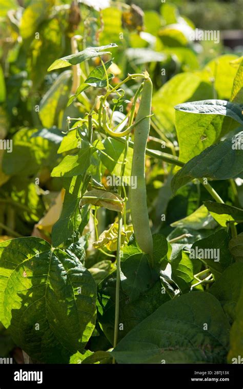 common bean  res stock photography  images alamy