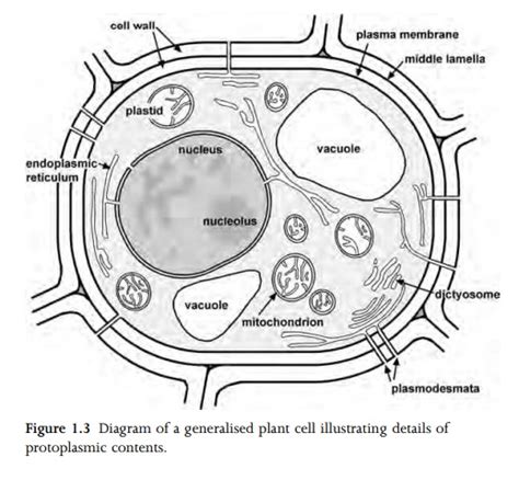 Plant Cell Inclusions