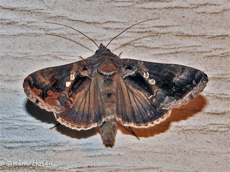 Soybean Looper Moth